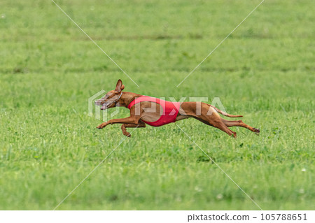 dog, running, animal 105788651