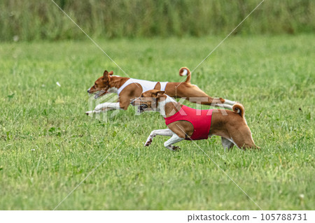 Two basenji dogs running in red and white jackets on green field in summer 105788731