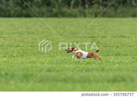 Basenji dog lure coursing competition on green field in summer Basenji dog lure coursing competition on green field in summer 105788737