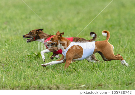 Two basenji dogs running in red and white jackets on green field in summer Two basenji dogs running in red and white jackets on green field in summer 105788742