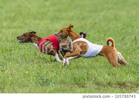 Two basenji dogs running in red and white jackets on green field in summer Two basenji dogs running in red and white jackets on green field in summer 105788743