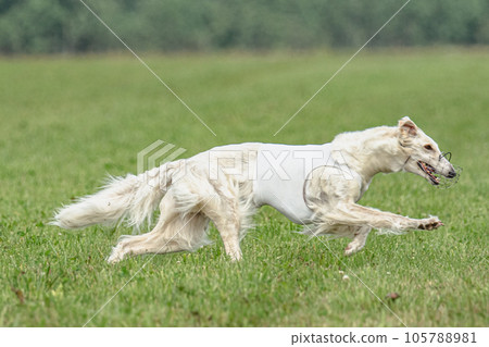 Borzoi dog training coursing runs across the field 105788981
