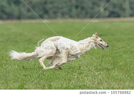 Borzoi dog training coursing runs across the field 105788982