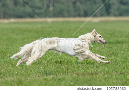 Borzoi dog training coursing runs across the field Borzoi dog training coursing runs across the field 105788983