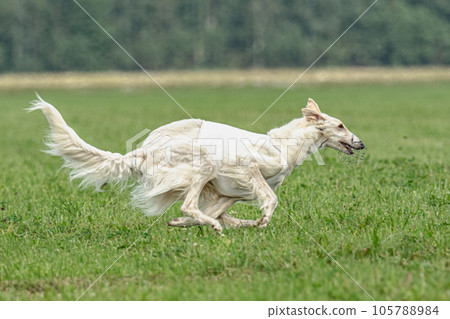 Borzoi dog training coursing runs across the field 105788984