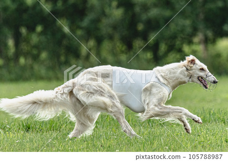 Borzoi dog training coursing runs across the field 105788987