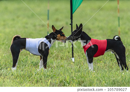 Basenji dogs running in red and white jackets on coursing field Basenji dogs running in red and white jackets on coursing field 105789027