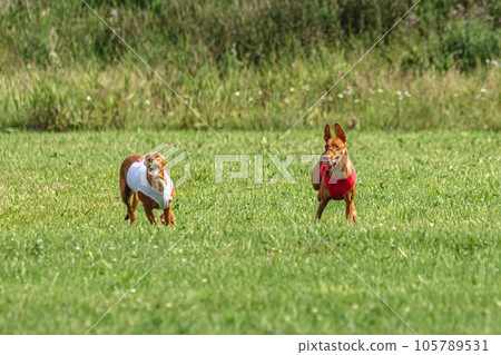 Pharaoh Hound dogs running in red and white jacket on coursing field Pharaoh Hound dogs running in red and white jacket on coursing field 105789531