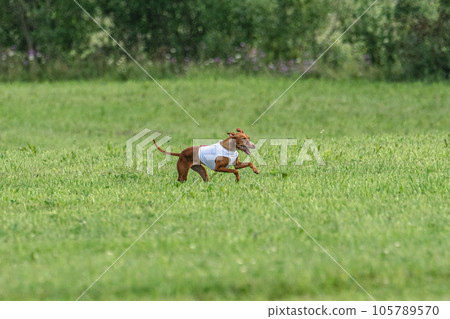 dog, running, animal 105789570