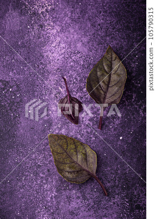 Purple basil leaves on violet background Purple basil leaves on violet background 105790315