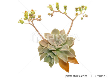 [Hazy Moon Flower] (focus stacking) 105790449