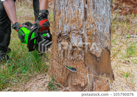 In forest clearing, woodcutter could be seen using chainsaw to cut through wood 105790876