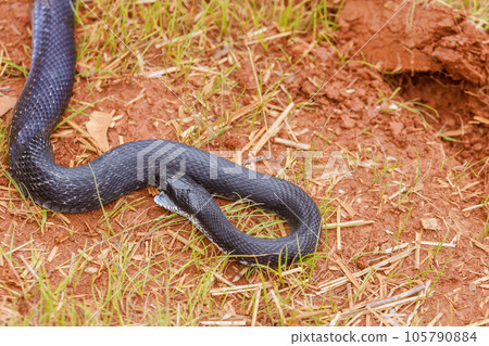 During summer in South Carolina area, one could often spot black eastern ratsnake slithering stealthily across ground. During summer in South Carolina area, one could often spot black eastern ratsnake slithering stealthily across ground. 105790884