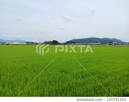 六月田園風光 105791103