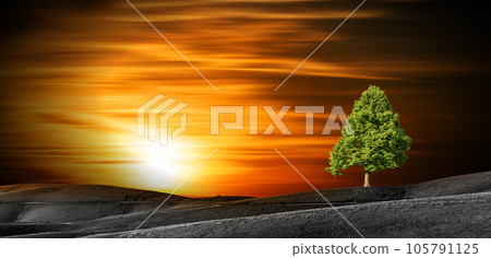 Single Green Tree on Top of a Black and White Landscape at Sunset 105791125