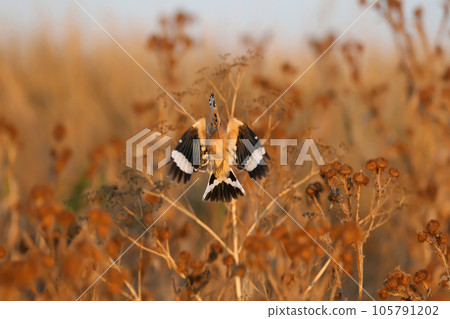 Unusual hoopoes Unusual hoopoes 105791202