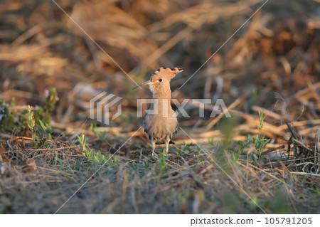 Unusual hoopoes 105791205