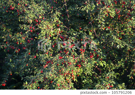 cherry plum 105791206