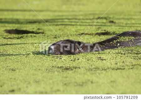 The nutria (Myocastor coypus) The nutria (Myocastor coypus) 105791209