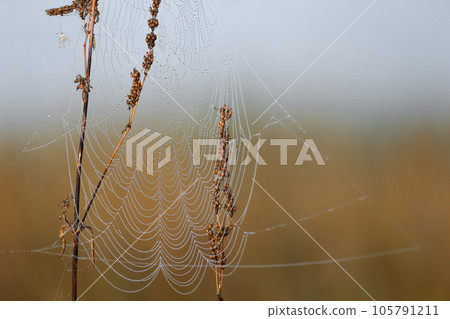 Web of August Web of August 105791211