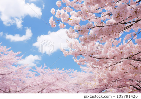 Cherry blossoms, blue sky and white clouds in the bright sun 105791420