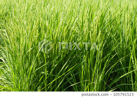 Close-up of ears of rice in the rice field Close-up of ears of rice in the rice field 105791523