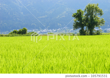 稻田裡稻穗的特寫 105791531