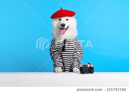 Cheerful, smiling, purebred Samoyed dog in stripes hurt and red beret against blue studio background. Travel 105791590