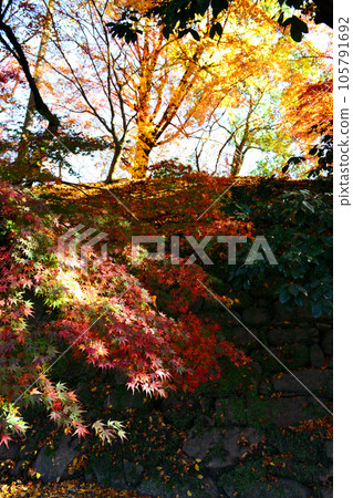 Autumn foliage sights in Fukuoka Prefecture Autumn foliage scenery around the Akizuki Castle Ruins Autumn foliage sights in Fukuoka Prefecture Autumn foliage scenery around the Akizuki Castle Ruins 105791692