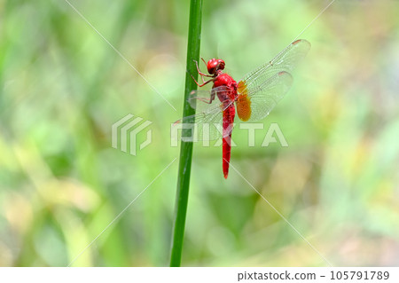 Shoujo dragonfly Shoujo dragonfly 105791789