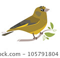 Greenfinch Green bird. Vector illustration of a feathered character. The bird sits on a branch. Cute art in flat cartoon style. Isolated on white background 105791804