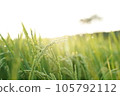日出和稻穗 105792112