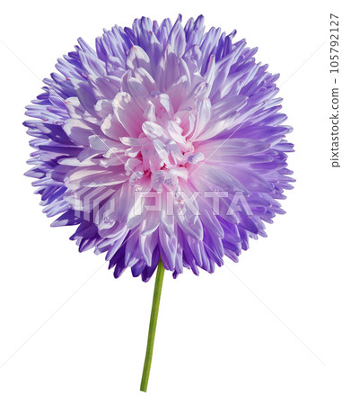 Purple-pink  chrysanthemum..  Flower on white isolated background with clipping path.  For design.  Closeup.  Nature. 105792127