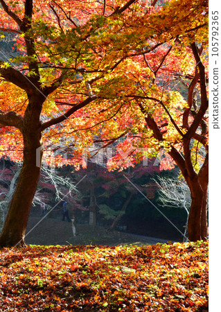 福岡縣的紅葉景觀 秋月城跡周邊的紅葉景觀 105792365