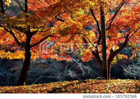 福岡縣的紅葉景觀 秋月城跡周邊的紅葉景觀 105792366