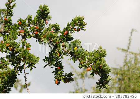 closeup of argan tree in Morroco country closeup of argan tree in Morroco country 105792456