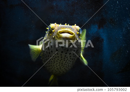 Aquarium Cute pufferfish swimming in the tank 105793002