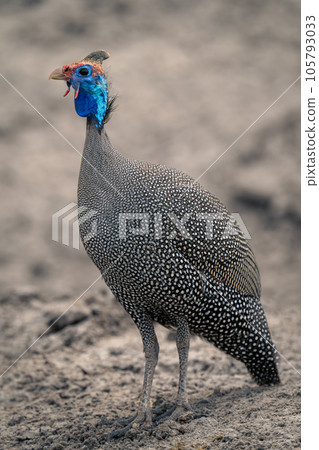Helmeted guineafowl stands on sand watching camera 105793033