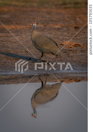 Helmeted guineafowl walk reflected in calm river 105793035