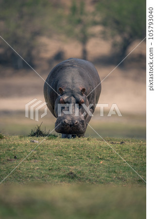 Hippo stands facing camera on grassy floodplain 105793040