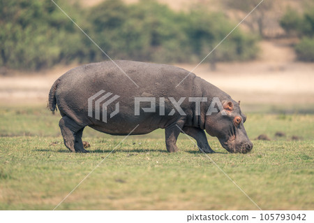 Hippo stands grazing on floodplain in sunshine 105793042