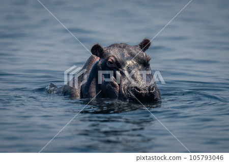Hippo stands in calm river watching camera Hippo stands in calm river watching camera 105793046