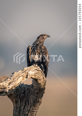 Juvenile African fish eagle on tree stump 105793054