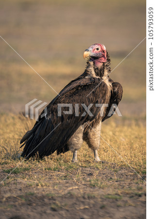 Lappet-faced vulture stands on grass turning head 105793059
