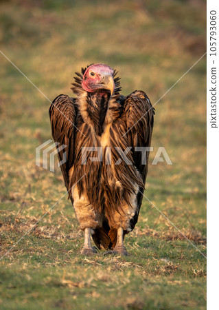 Lappet-faced vulture stands on grass watching camera 105793060