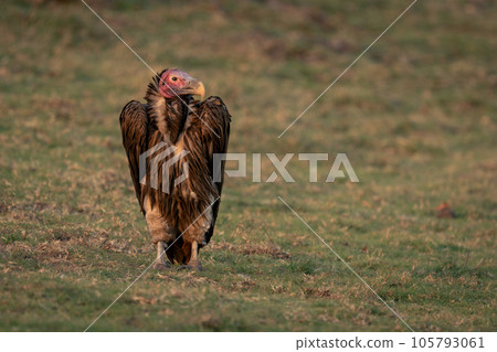 Lappet-faced vulture stands turning head on grass Lappet-faced vulture stands turning head on grass 105793061