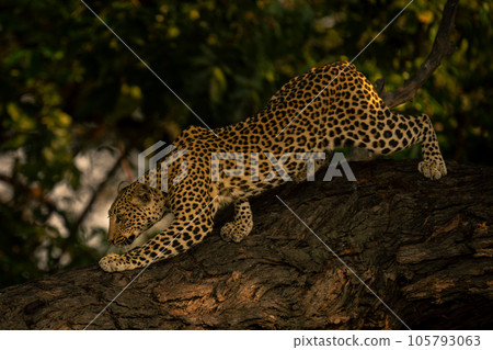 Leopard creeps down thick branch in shade Leopard creeps down thick branch in shade 105793063