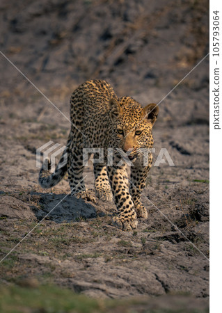 Leopard cub crosses dried mud in sunshine Leopard cub crosses dried mud in sunshine 105793064