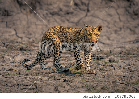Leopard cub crosses dried mud lifting foot Leopard cub crosses dried mud lifting foot 105793065