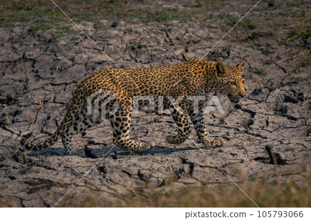 Leopard cub crosses dried-up riverbed lifting paw Leopard cub crosses dried-up riverbed lifting paw 105793066